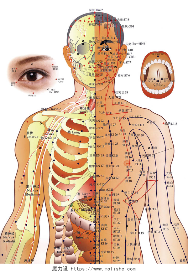 中医人体骨骼脉络图